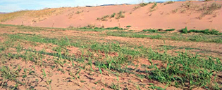 內(nèi)蒙古自治區(qū)防沙治沙工程 內(nèi)蒙古自治區(qū)防沙治沙工程